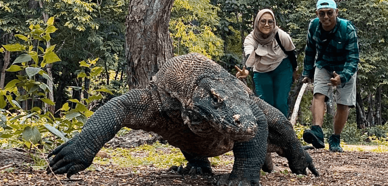 Komodo Tours